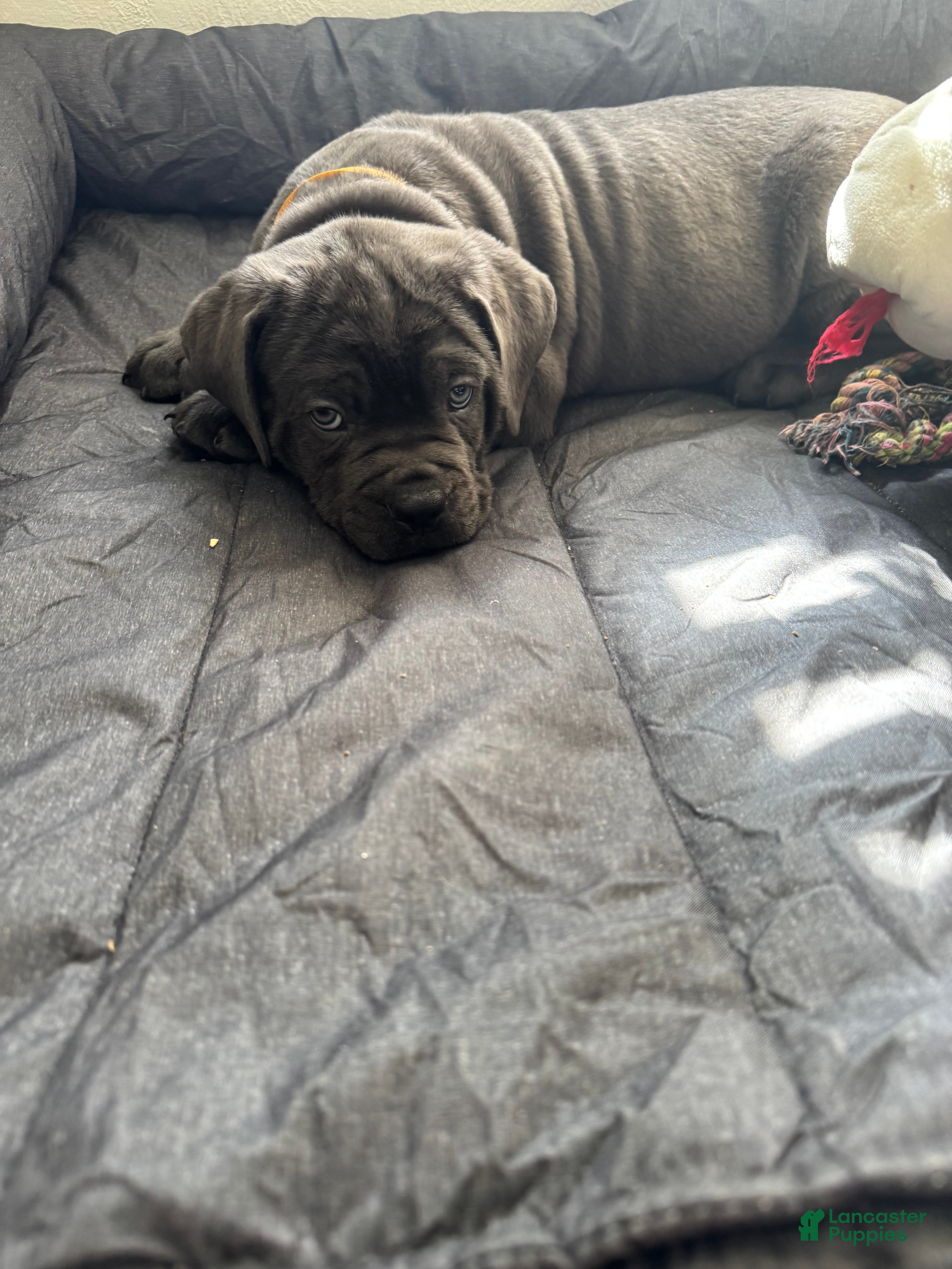 Cane Corso dogs Yuri - Ad 11