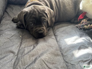 Cane Corso dogs Yuri - Ad 8