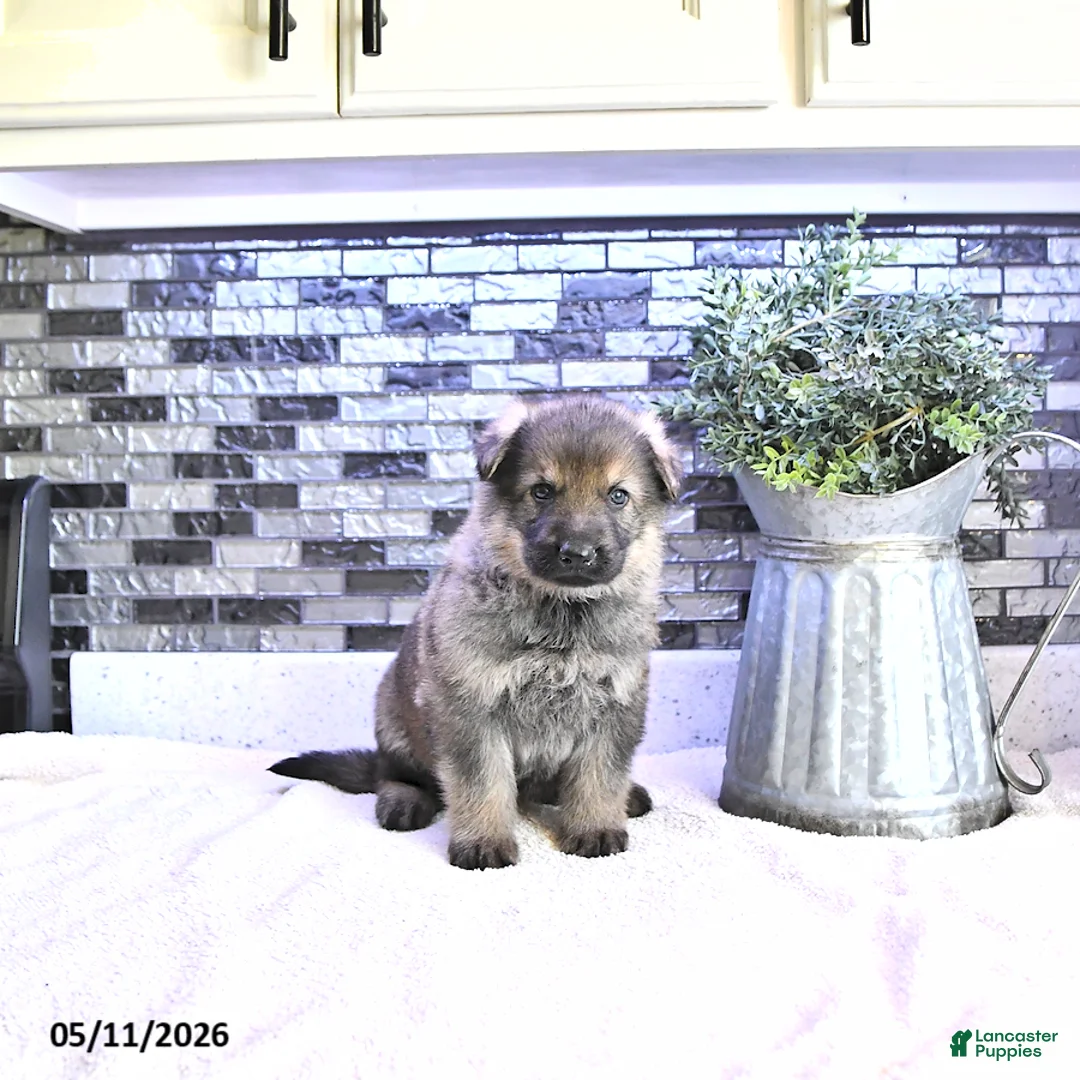 German Shepherd dogs for sale: Bolt - Ad 2