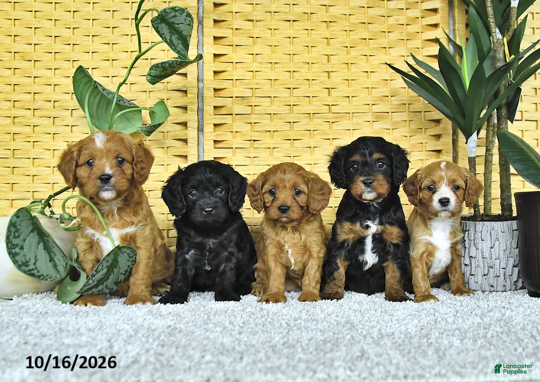 Cavapoo dogs for sale: Dahlia - Ad 5