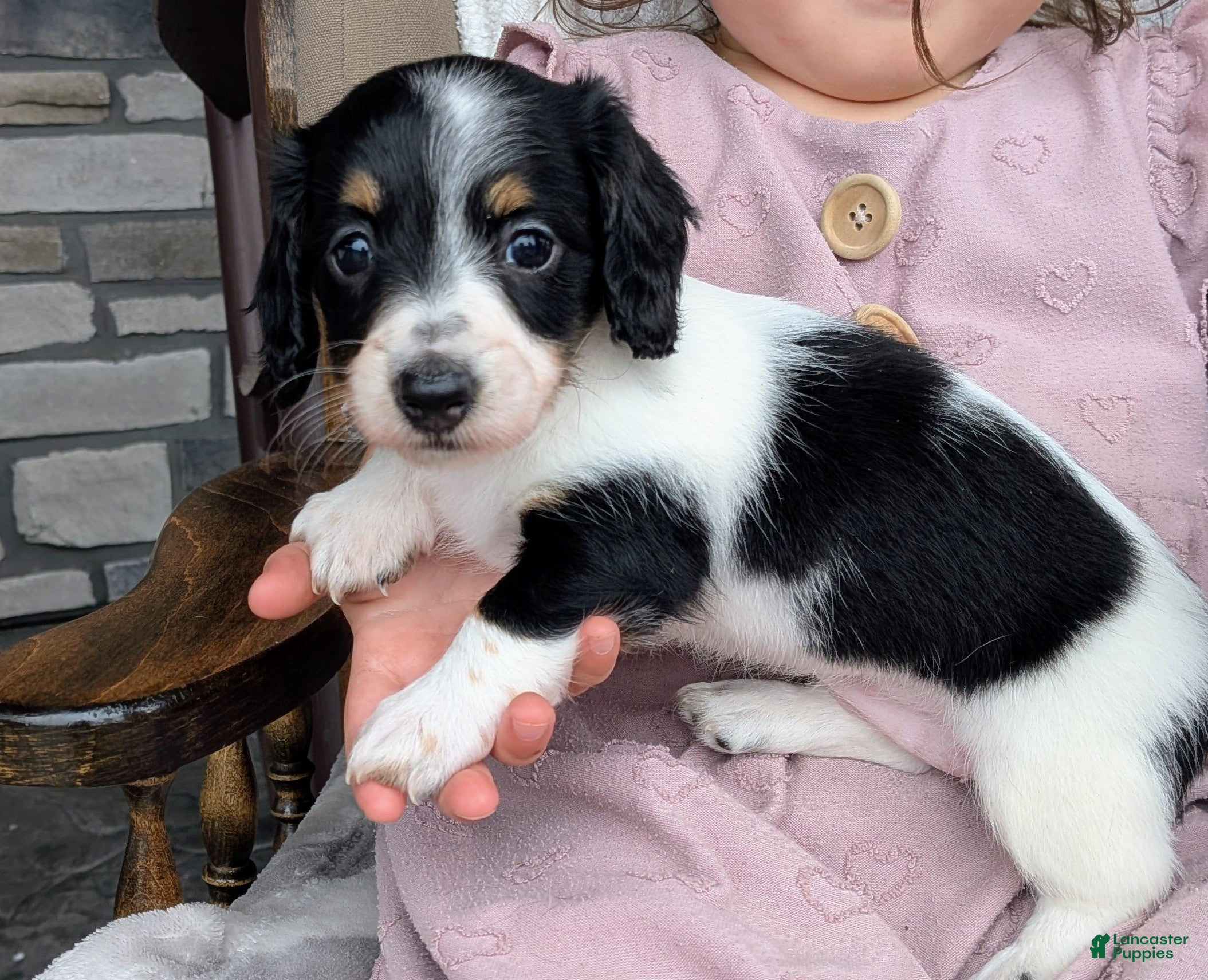 Miniature Dachshund dogs Miniature Dachshund 4 - Ad 2