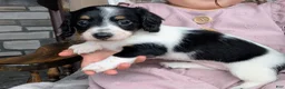 Miniature Dachshund dogs for sale: Miniature Dachshund 4 - Ad 2