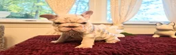 French Bulldog dogs for sale: French Bulldog 3-Greta - Ad 5