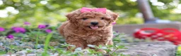 Miniature Poodle dogs for sale: Janika - Ad 7