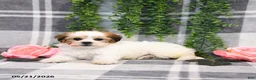 Teddy Bear dogs for sale: Susan - Ad 3