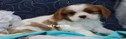 Cavalier King Charles Spaniel dogs for sale: Barclay - Ad 2