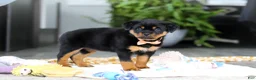 Rottweiler dogs for sale: Queen - Ad 11
