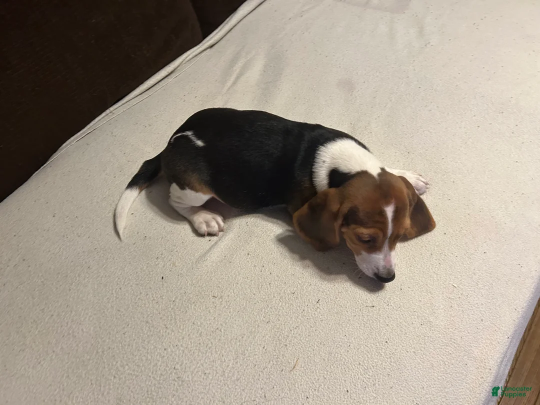 Beagle dogs for sale: Beagle 3 - Ad 2