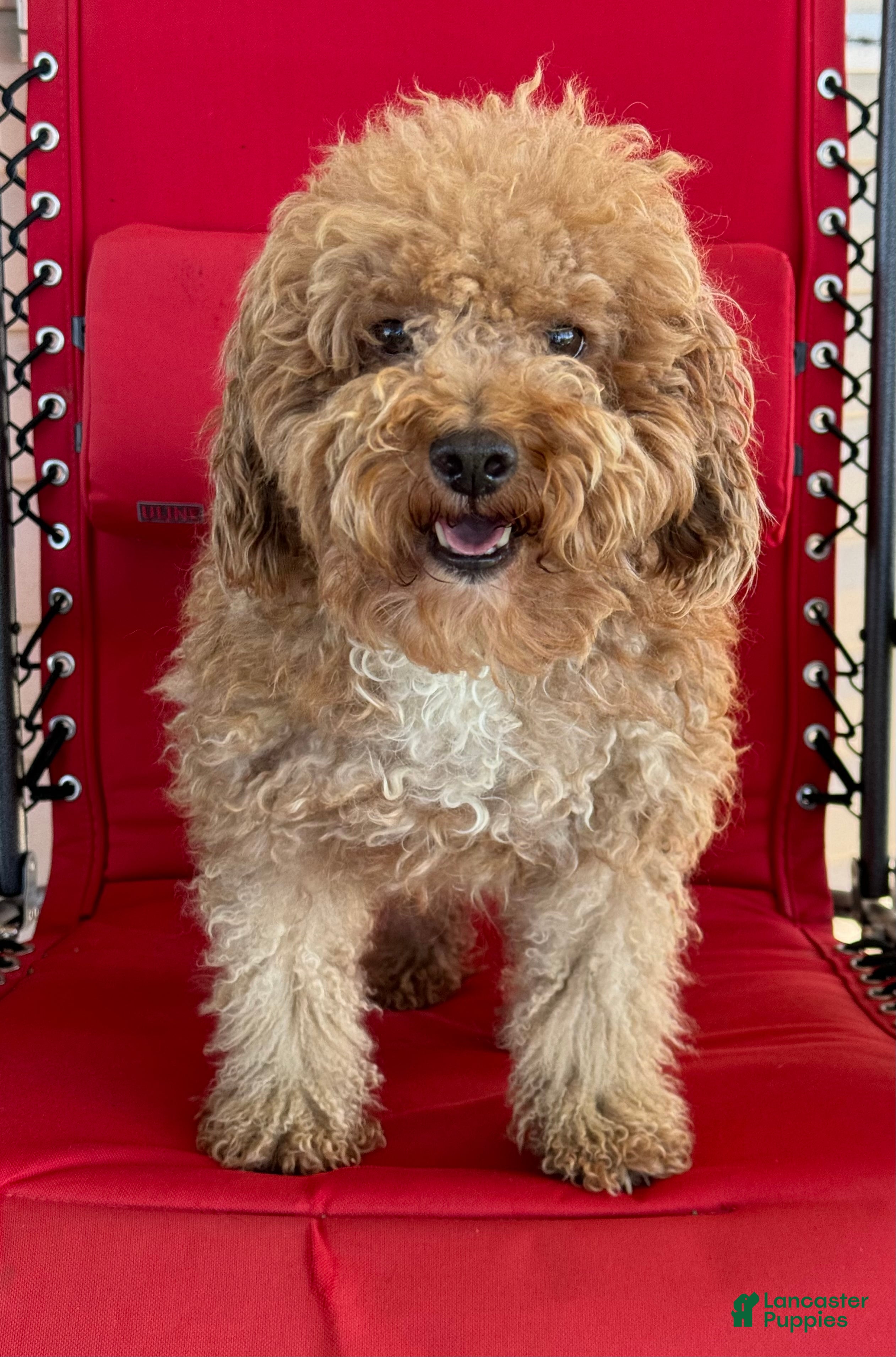 Teddy 