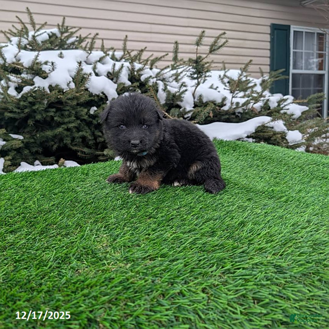 German Shepherd dogs for sale: Mason - Ad 3