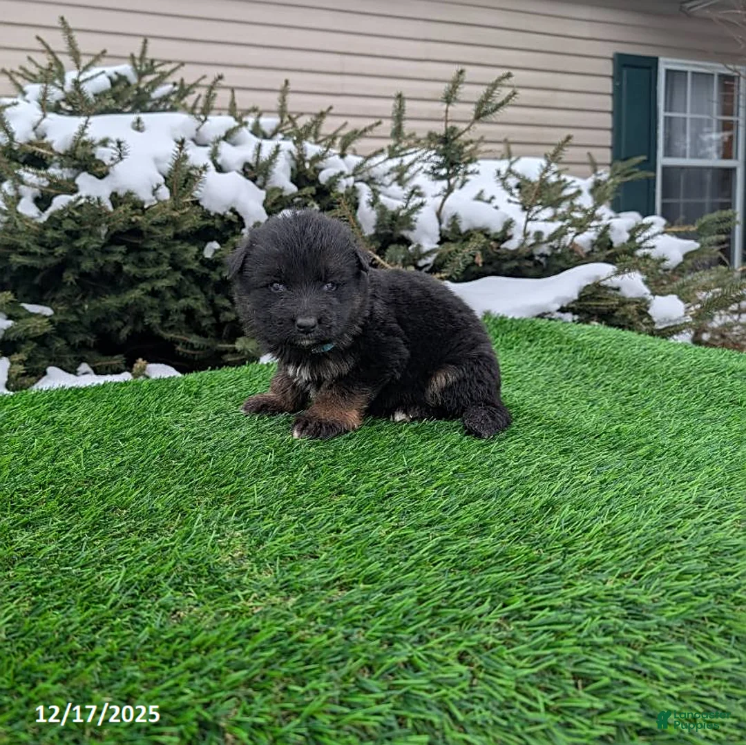 German Shepherd dogs for sale: Mason - Ad 8