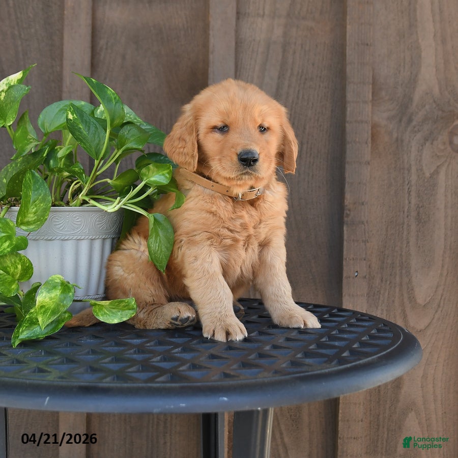 Golden Retriever dogs Rufus - Ad 1