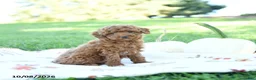 Toy Poodle dogs for sale: Almond - Ad 5