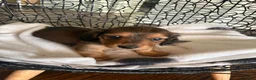 Miniature Dachshund dogs for sale: Teddy - Ad 7