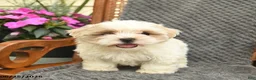 Maltipoo dogs for sale: Melody  - Ad 3