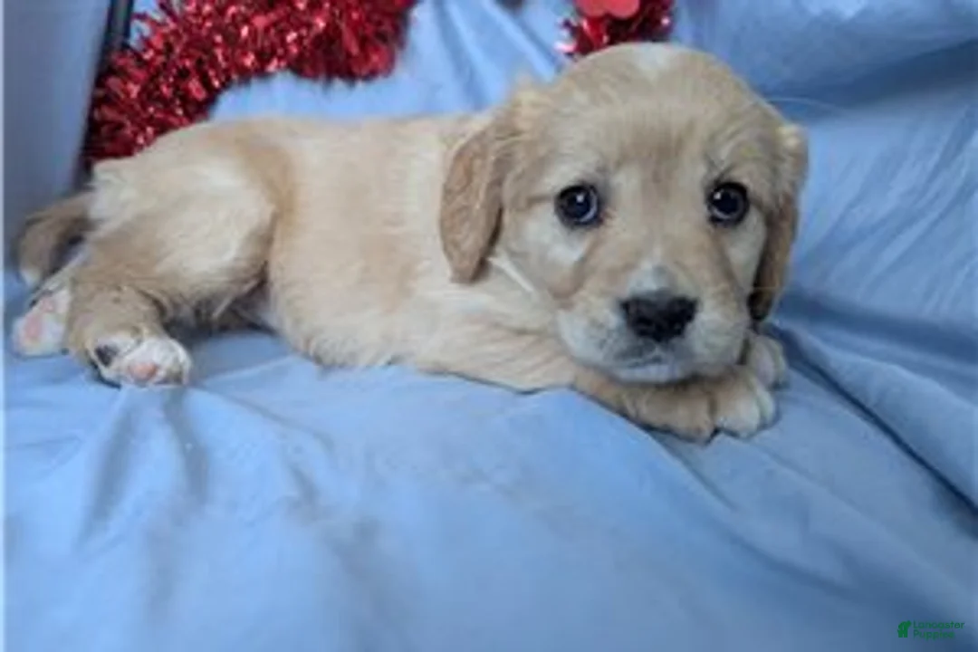 Mixed Breed dogs for sale: Ginger - Ad 2