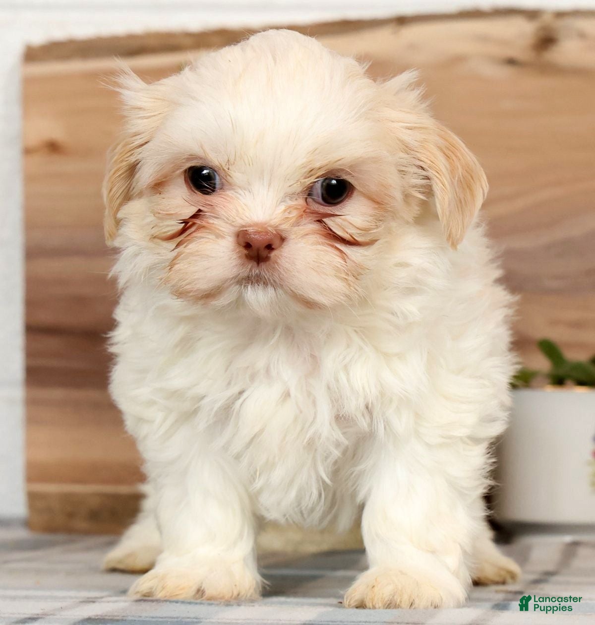 Shih Tzu dogs Hayes - Ad 1