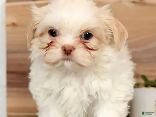 Shih Tzu dogs for sale: Hayes - Ad 2