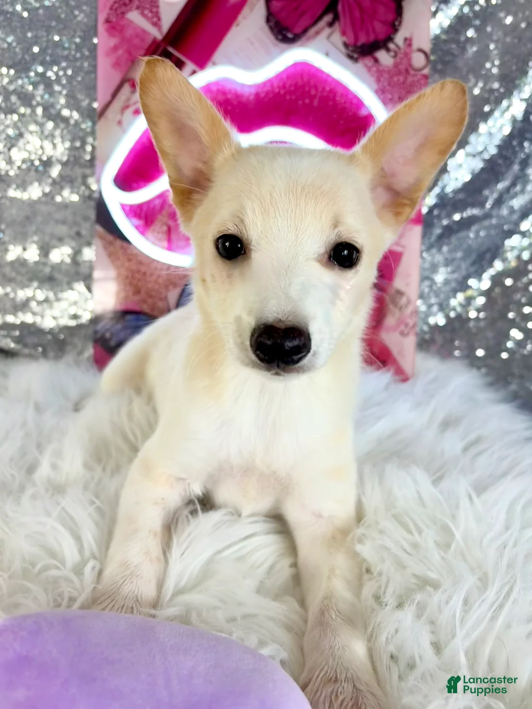 Mixed Breed dogs for sale: Scrappy - Ad 2