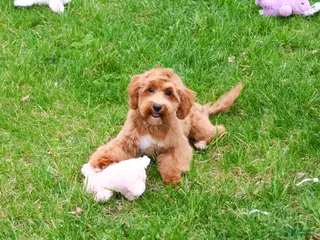 Mini Goldendoodle dogs Macaroni - Ad 10
