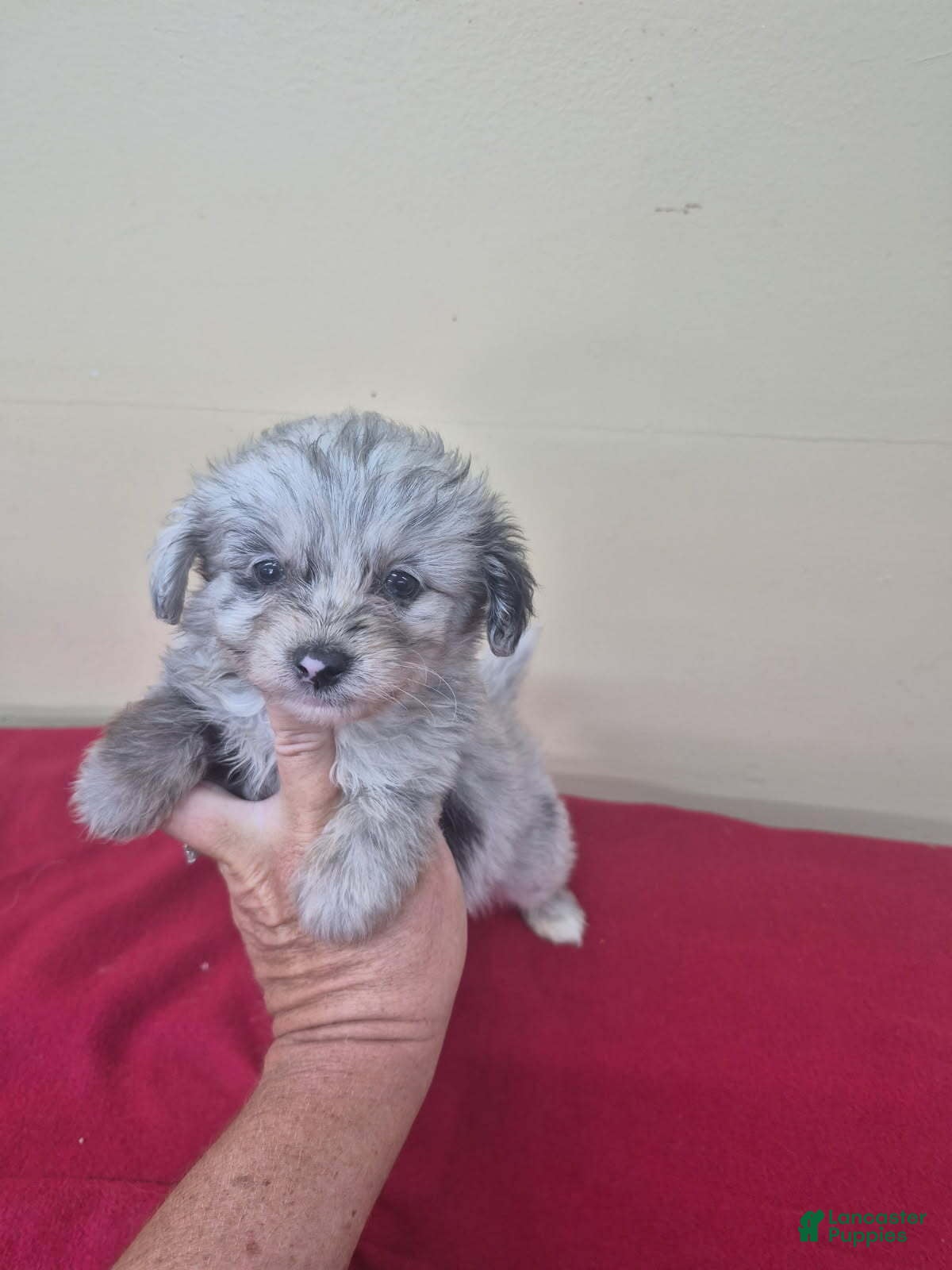 Pomapoo dogs for sale: Boy 1 - Ad 1