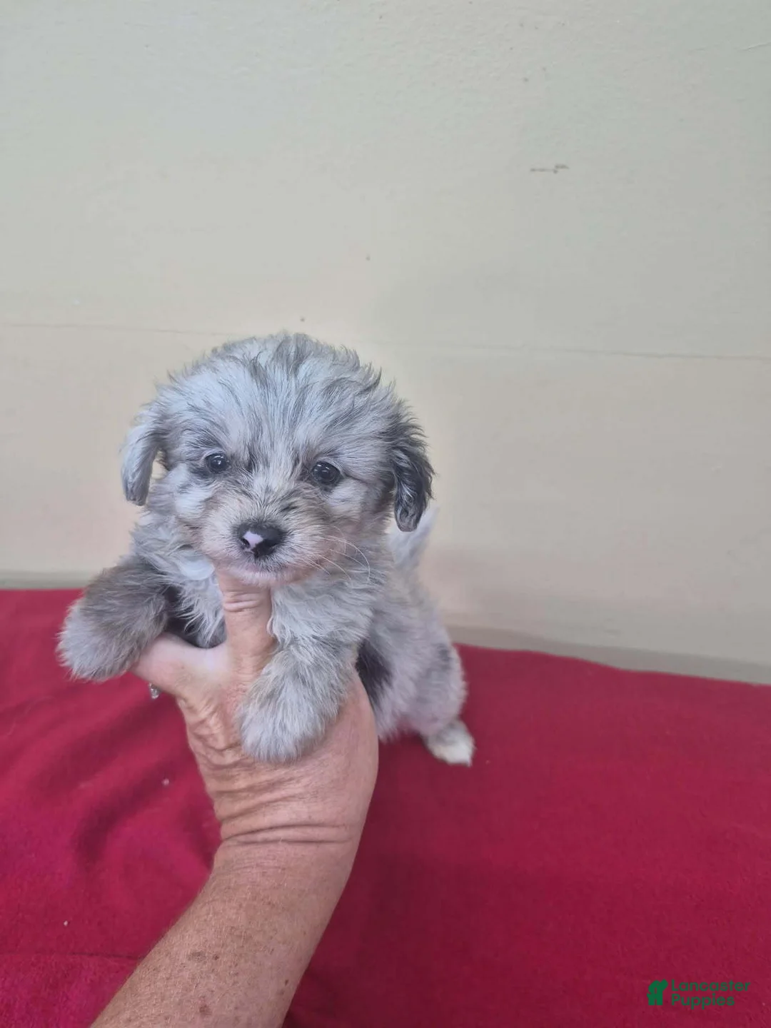 Pomapoo dogs for sale: Boy 1 - Ad 1