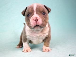 American Bully dogs Lilac Tri Male - Ad 11