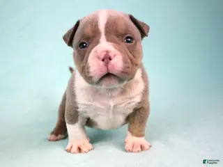 American Bully dogs Lilac Tri Male - Ad 11