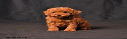 Toy Poodle dogs for sale: Brooke - Ad 1