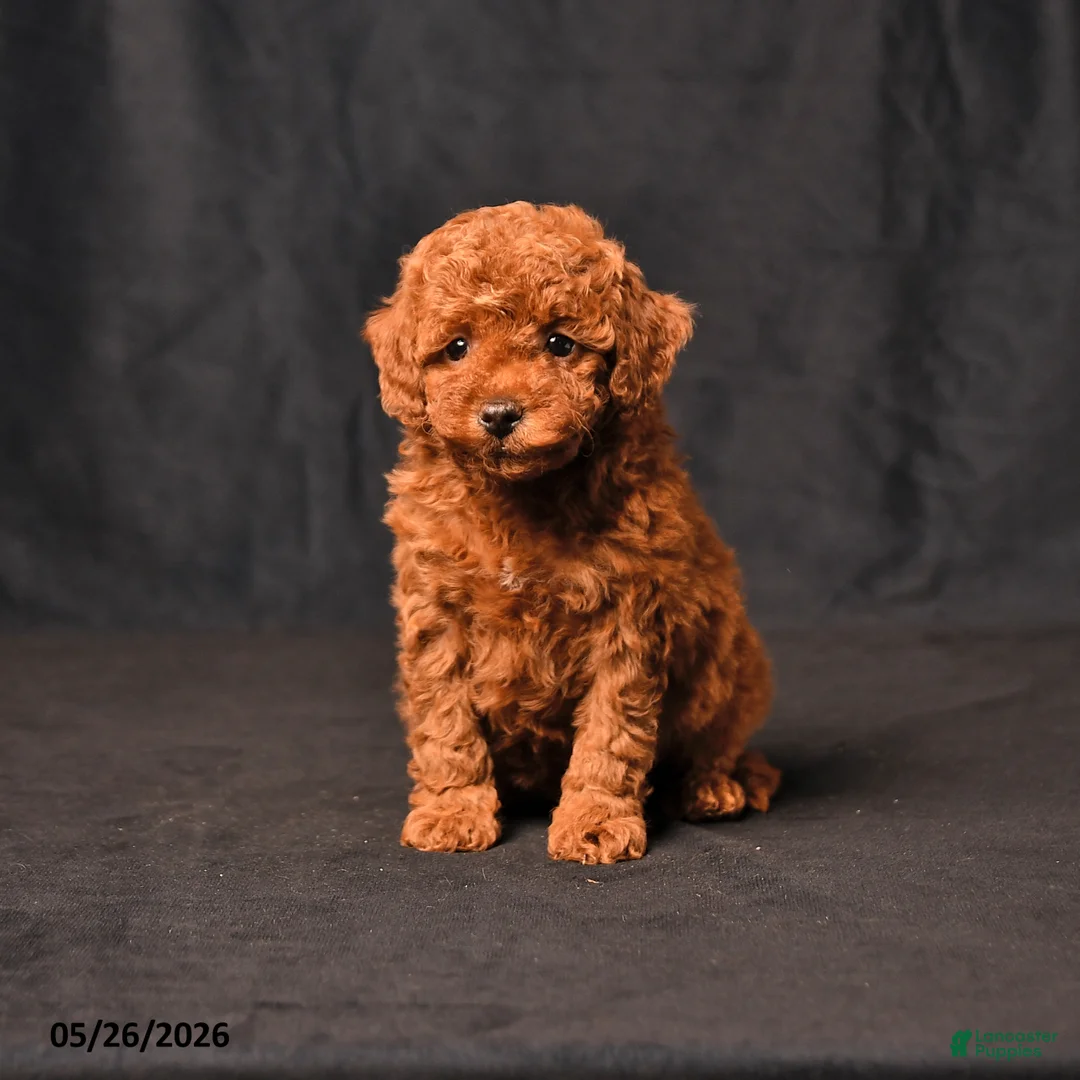 Toy Poodle dogs for sale: Brooke - Ad 1