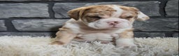Mixed Breed dogs for sale: Rose  - Ad 2