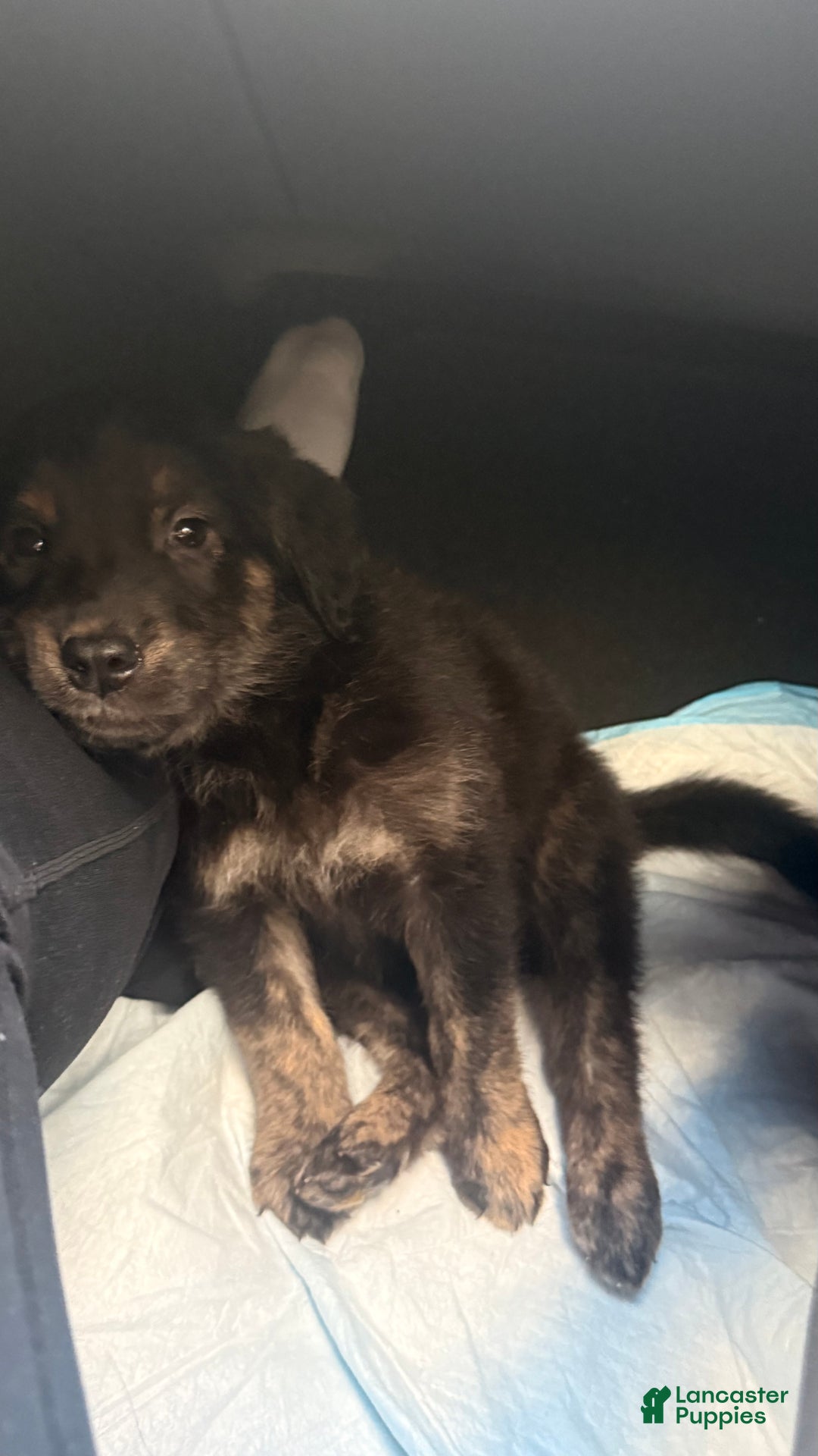 Mixed Breed dogs for sale: Mixed Breed Puppy 1 - Ad 5