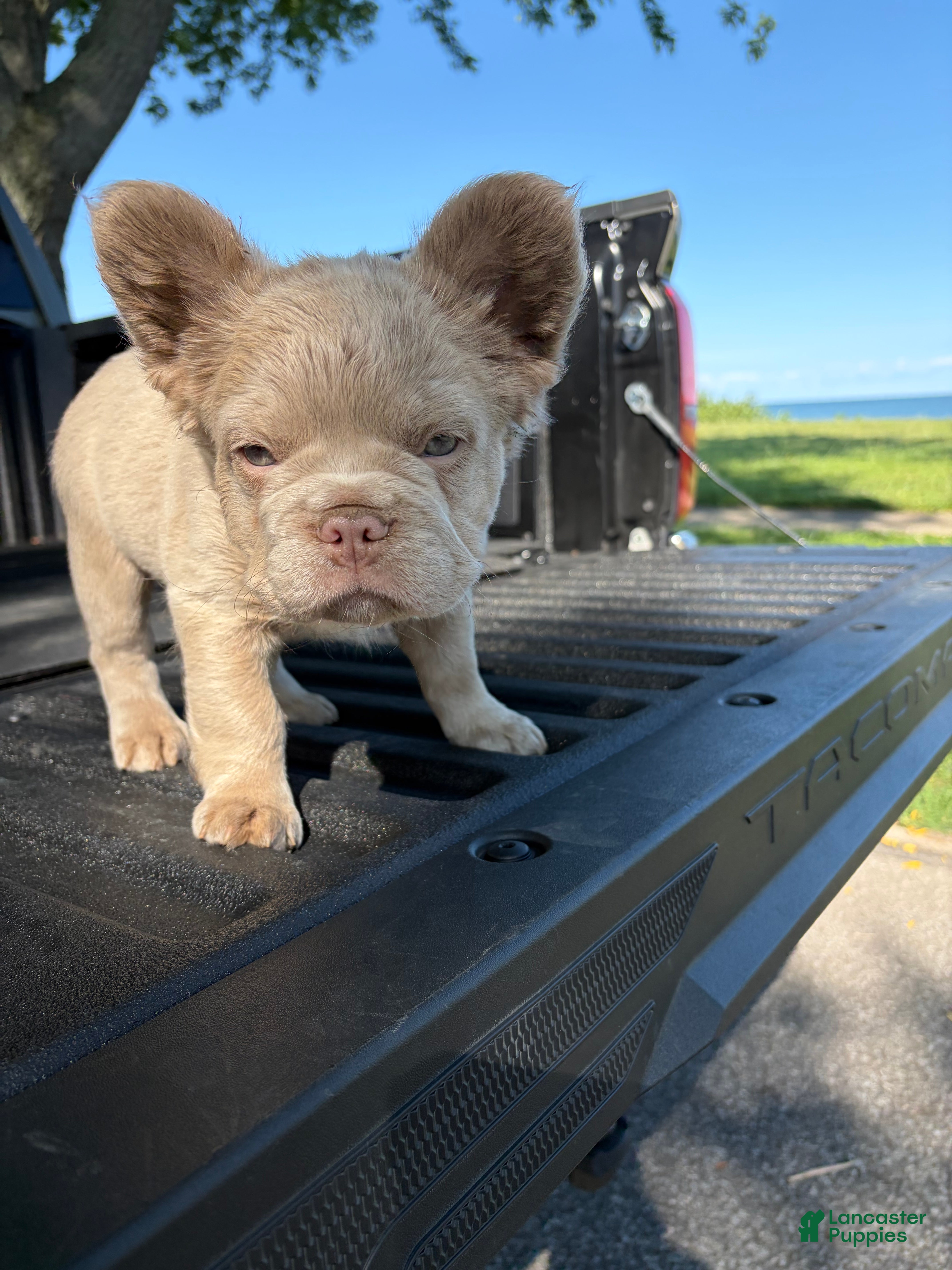 French Bulldog dogs French Bulldog 4 - Ad 2