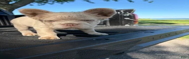 French Bulldog 4
