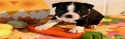 Boston Terrier dogs for sale: Bambi - Ad 3