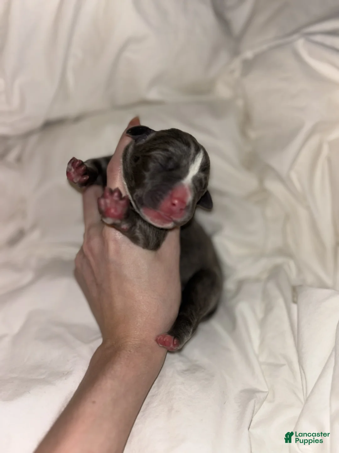 Cane Corso dogs for sale: Cane Corso Litter - Blue Dilutes - Ad 6