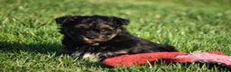Mixed Breed dogs for sale: Stoker - Ad 3