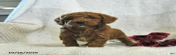 Cockapoo dogs for sale: Calvin - Ad 4