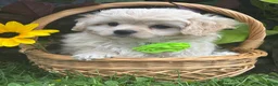 Mixed Breed dogs for sale: Karmel - Ad 7