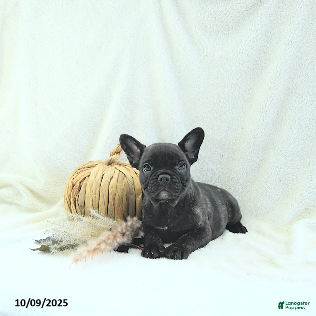 French Bulldog dogs for sale: Boone - Ad 6