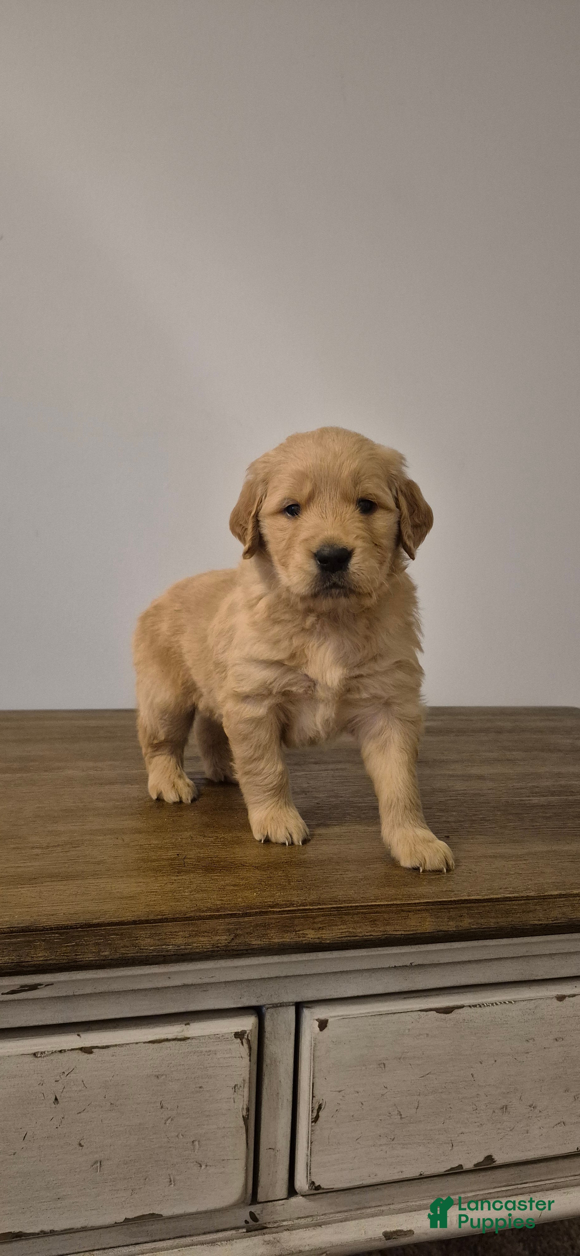 Golden Retriever dogs Finn - Ad 38