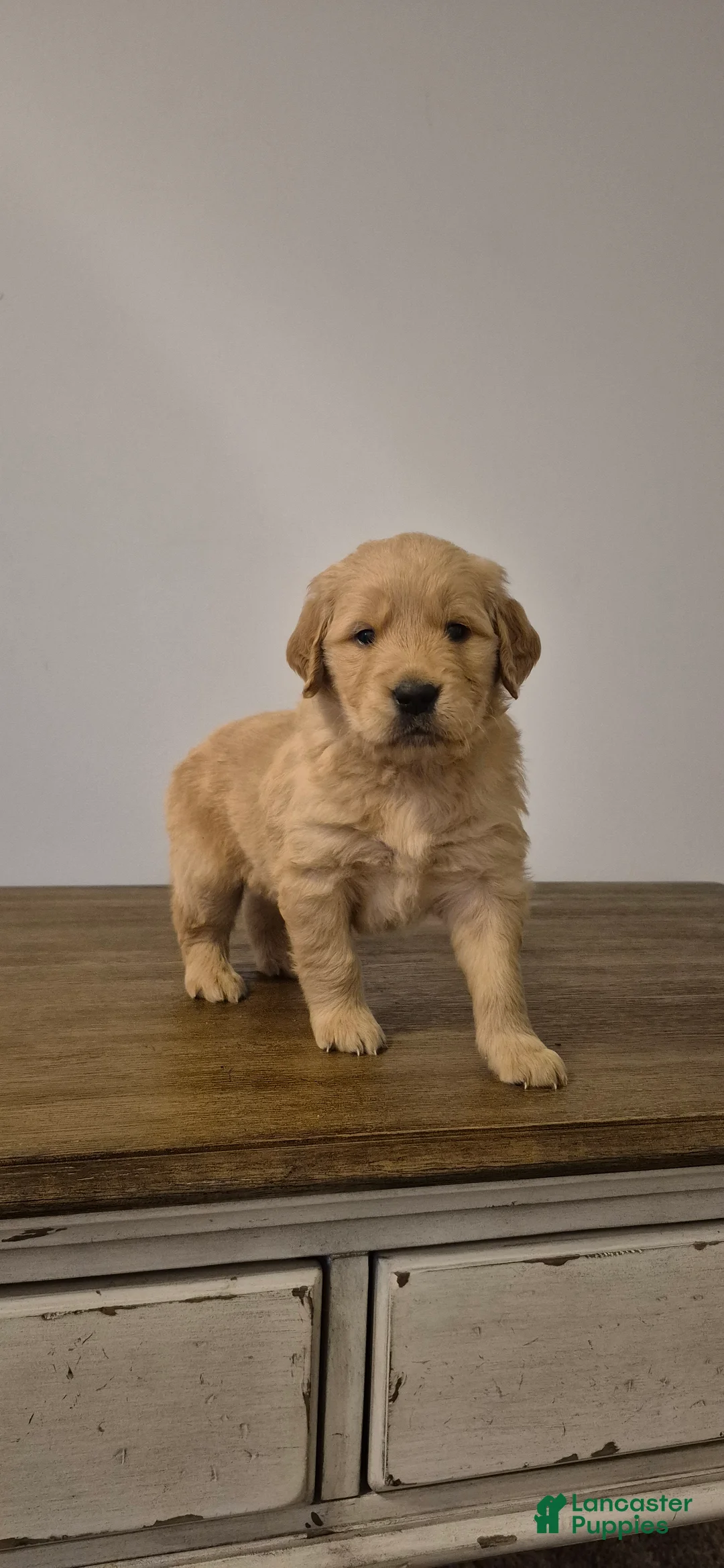 Golden Retriever dogs for sale: Finn - Ad 1