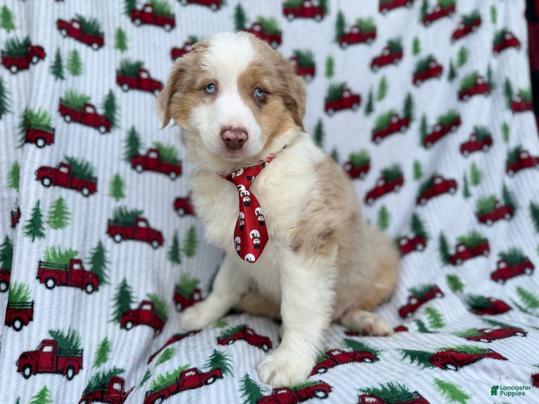 Miniature Australian Shepherd dogs for sale: Onyx - Ad 7
