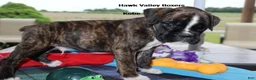 Boxer dogs for sale: Kobe- Champ lines - Ad 2