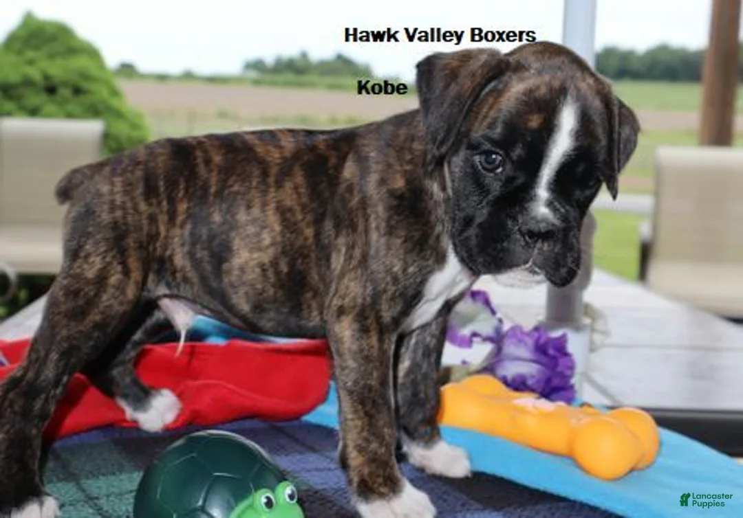 Boxer dogs for sale: Kobe- Champ lines - Ad 2