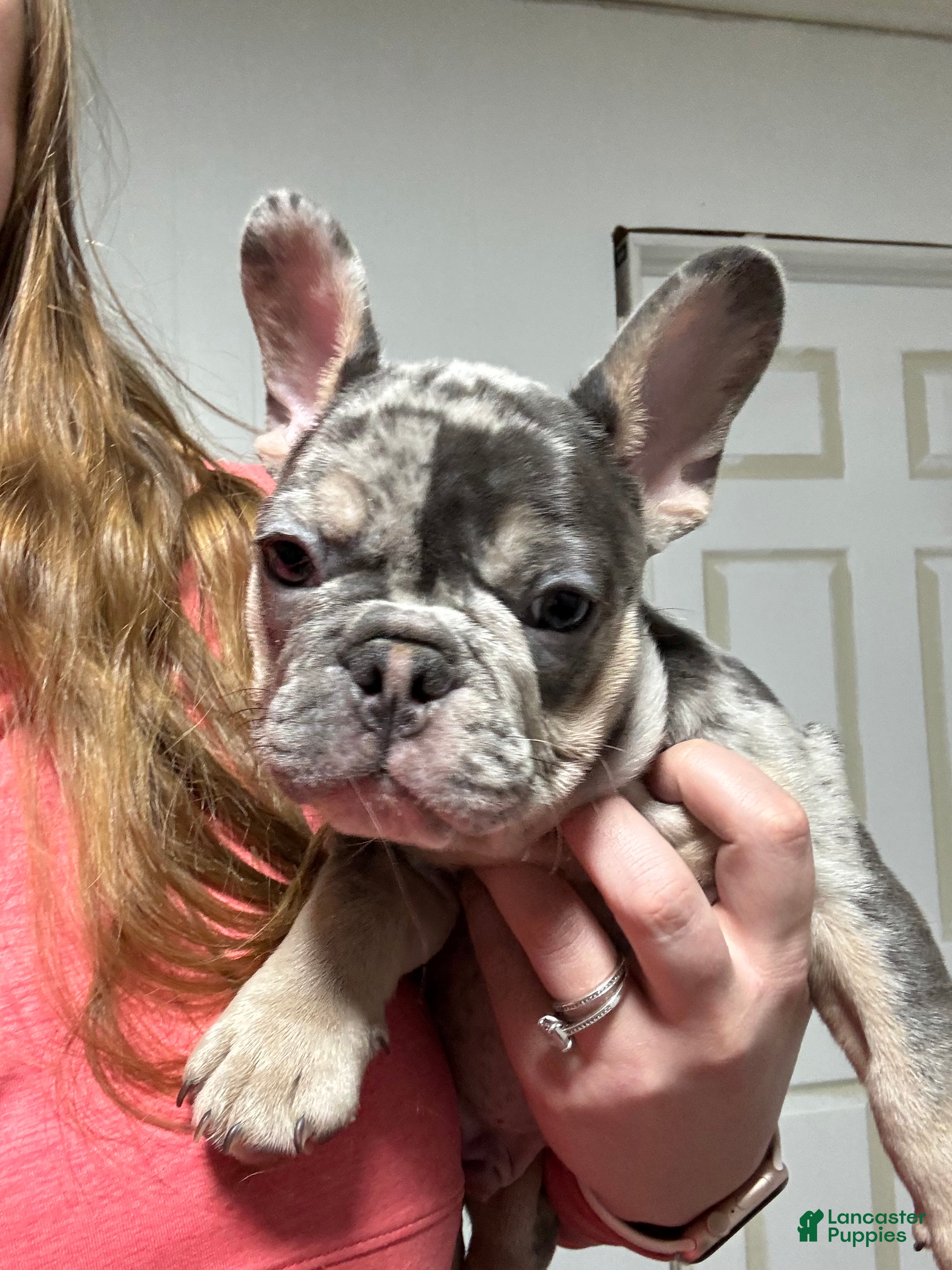 French Bulldog dogs Repeat - Ad 2