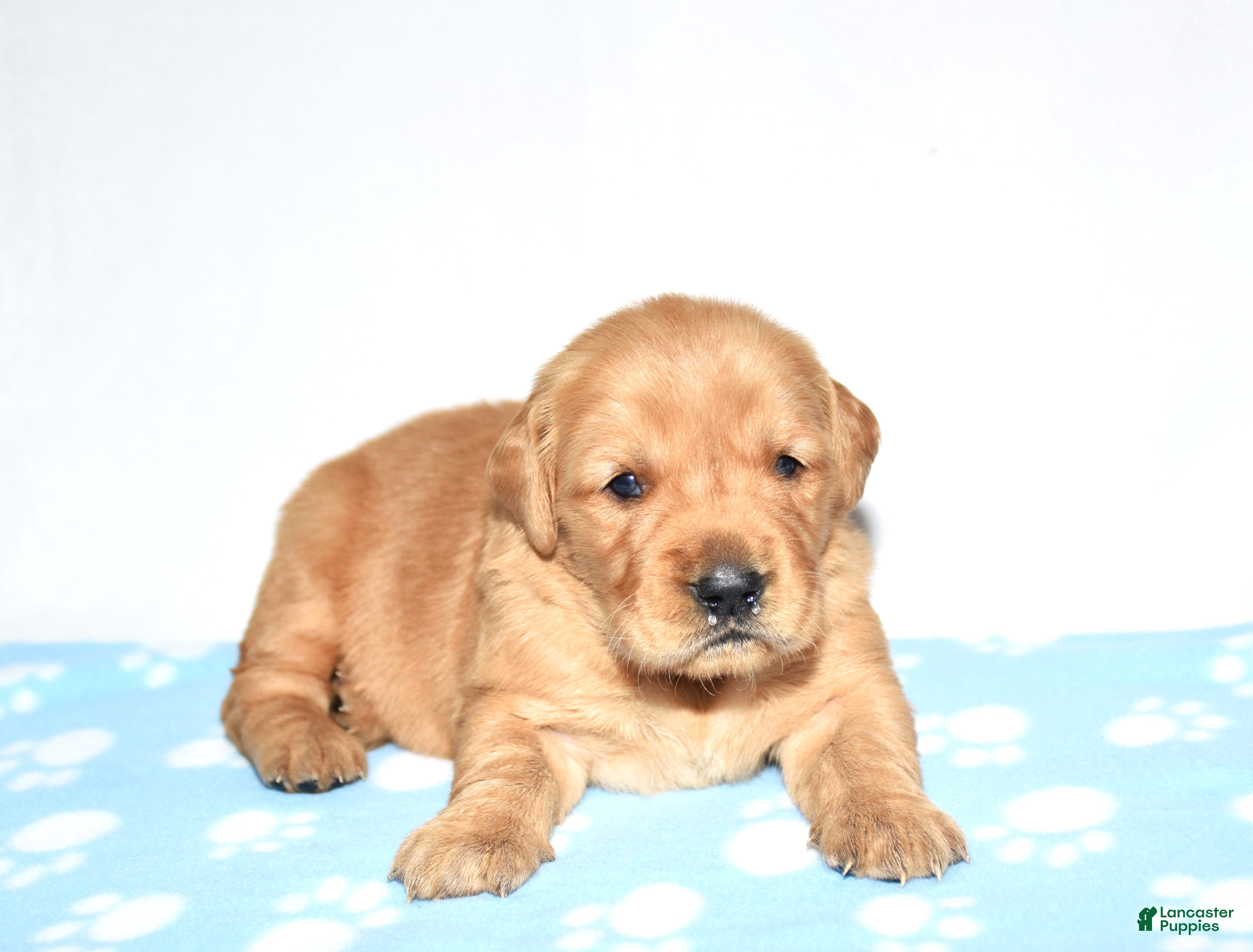 Golden Retriever dogs April - Ad 1