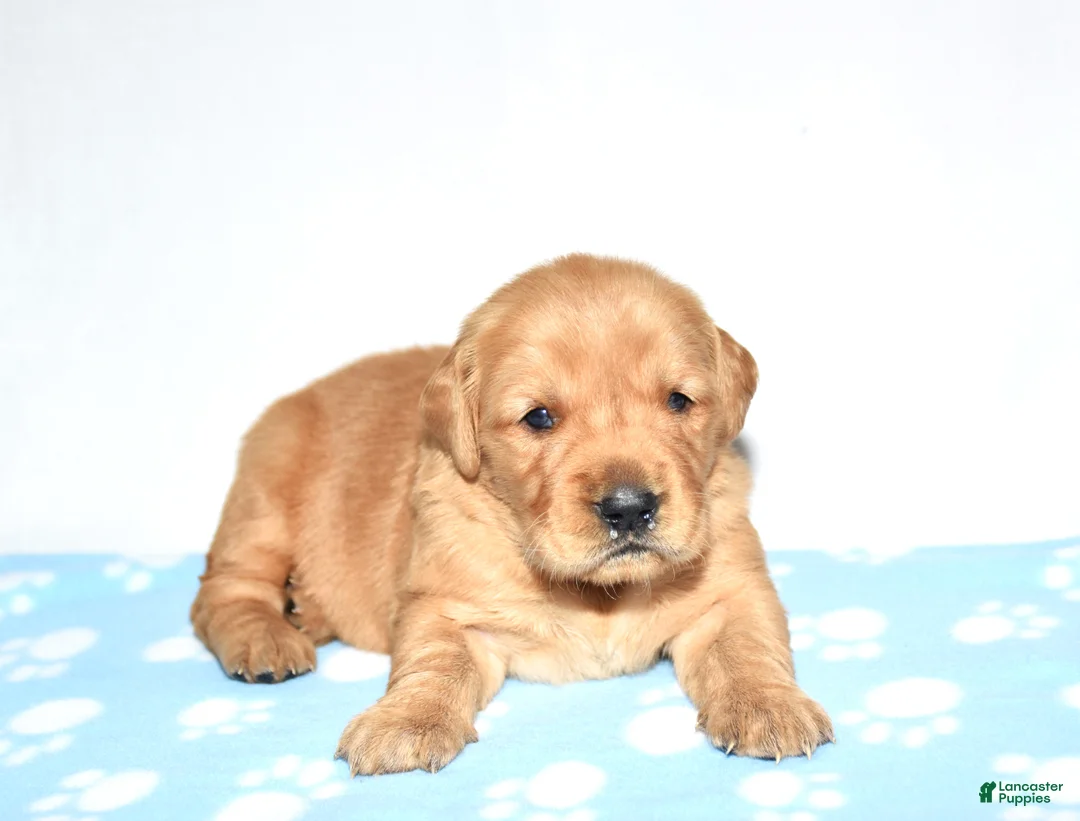 Golden Retriever dogs for sale: April - Ad 1