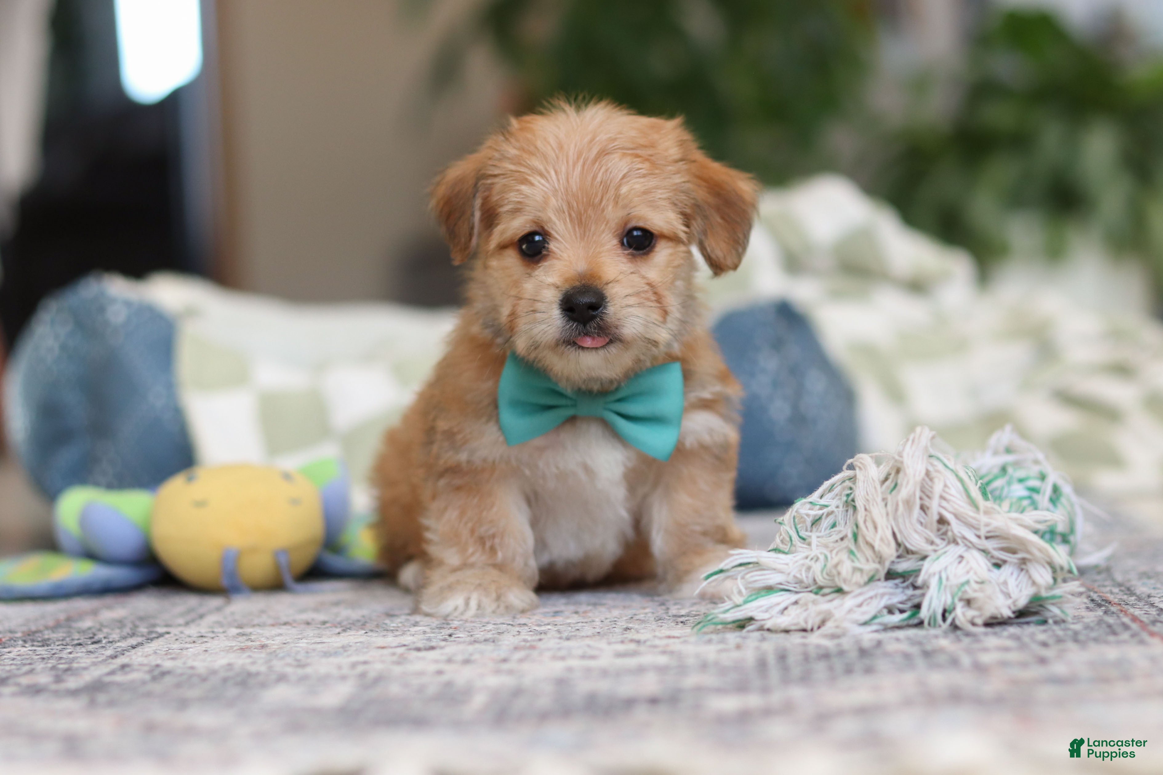 Morkie dogs Rory - Ad 2