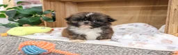 Shih Tzu dogs for sale: Hayes - Ad 3